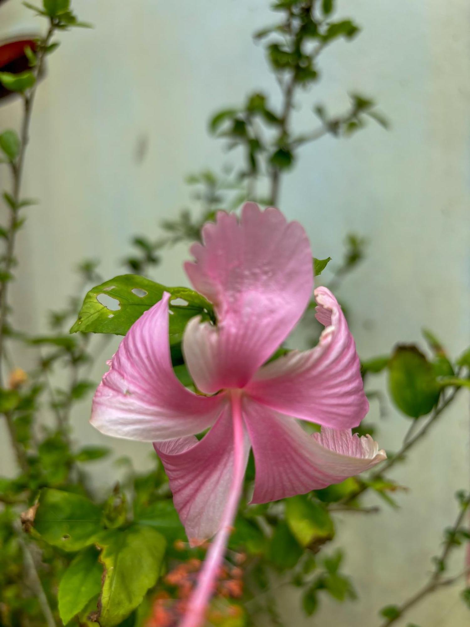 Bed and Breakfast Les Fleurs House Кхаулак Экстерьер фото